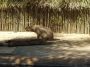 060105_happyhollow11.JPG
